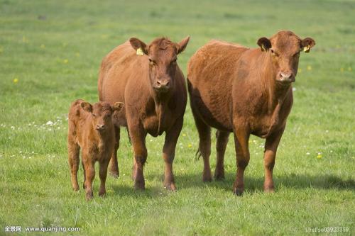 1553475133683990.jpg u=14450968,1182058975&fm=200&gp=0.jpg