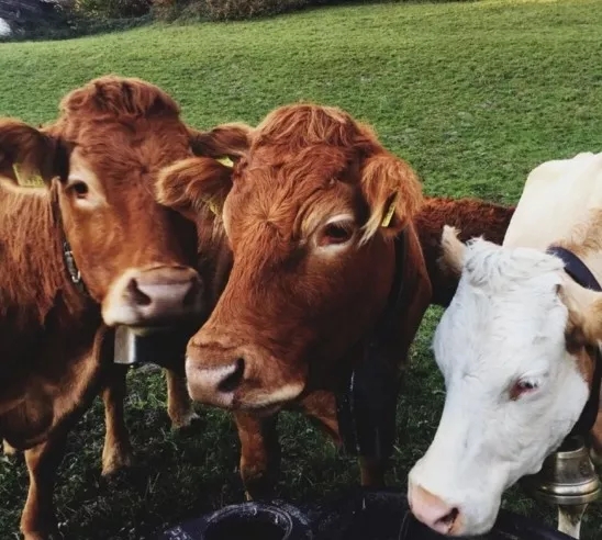 1562135685583252.jpg 640.webp (1).jpg