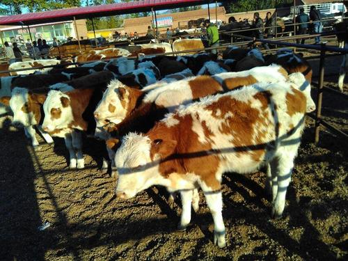 1563756016237965.jpg u=935043190,2316924882&fm=26&gp=0.jpg